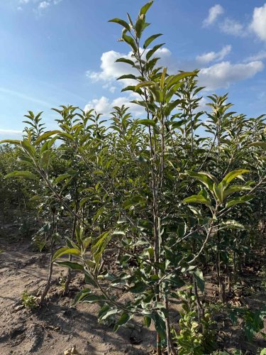 Fruit tree plants (2)