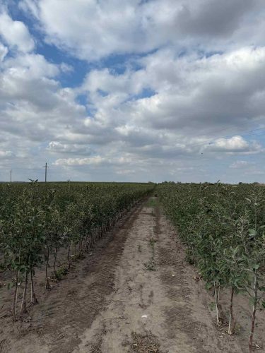 Fruit tree plants