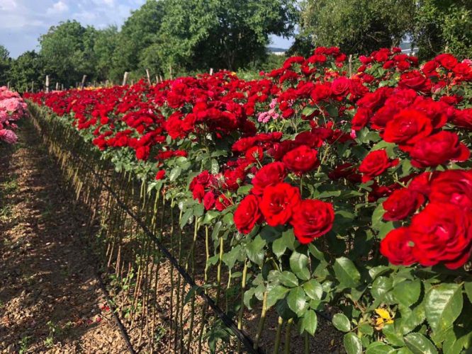 Rose seedlings​ plant nursery