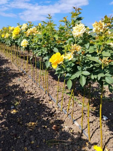 Rose seedlings (1)