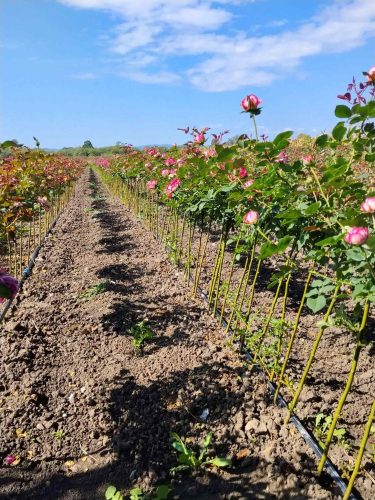 Rose seedlings (2)