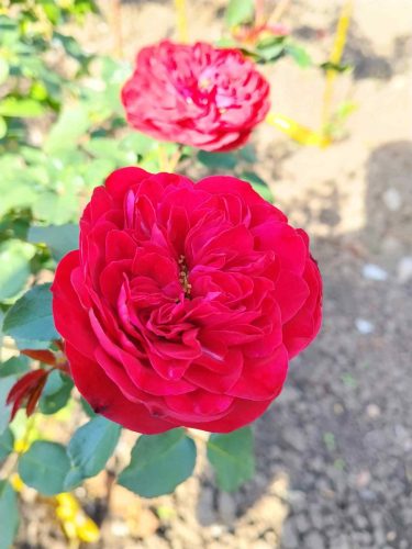 Rose seedlings (3)
